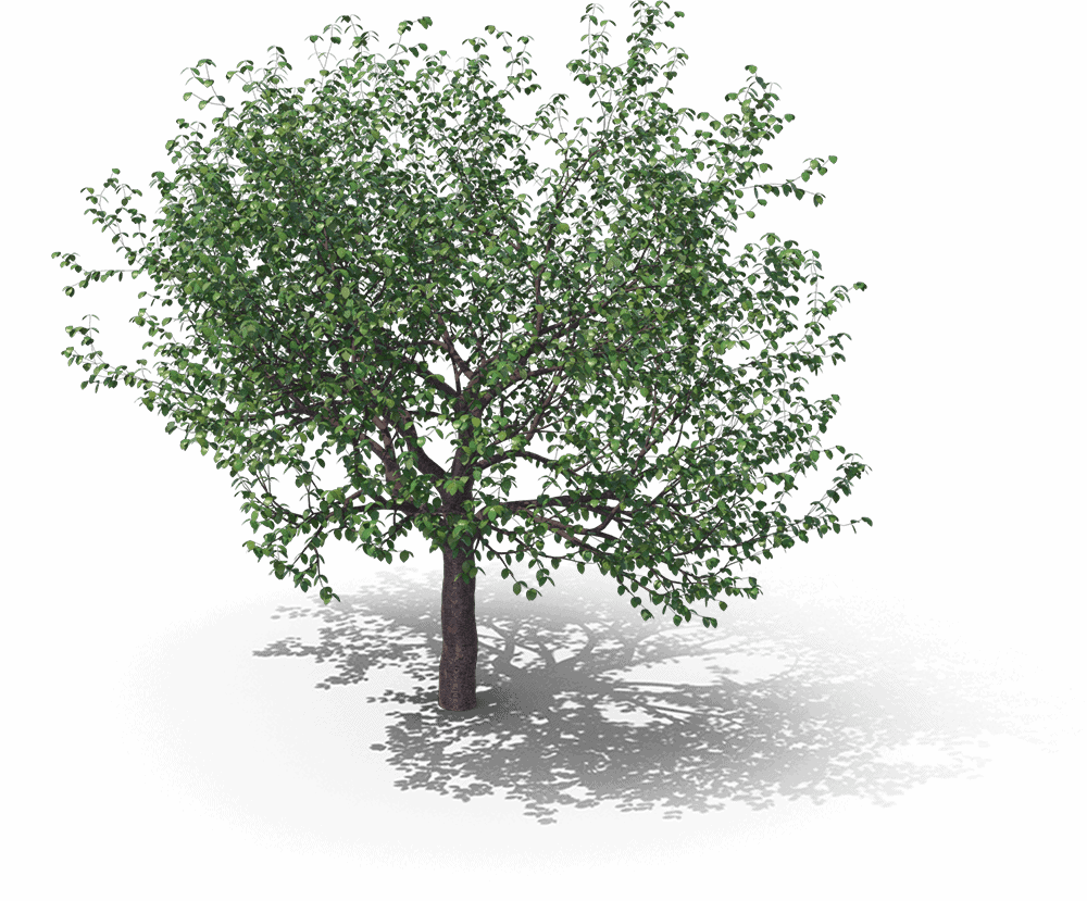 κεράσια δέντρο