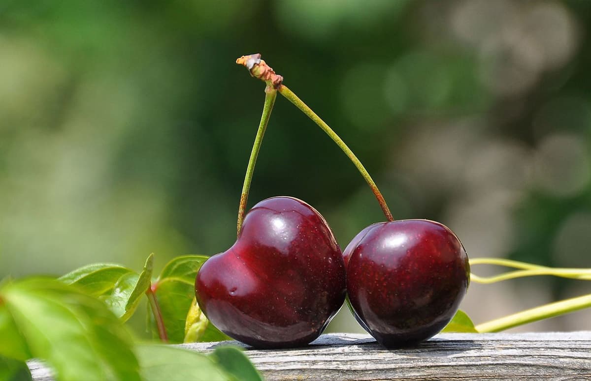 larian cherries