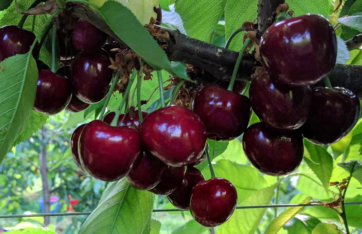 sampa cherries